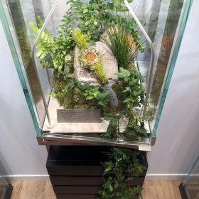 H. Moser & Cie. Nature Watch between plants in a showcase